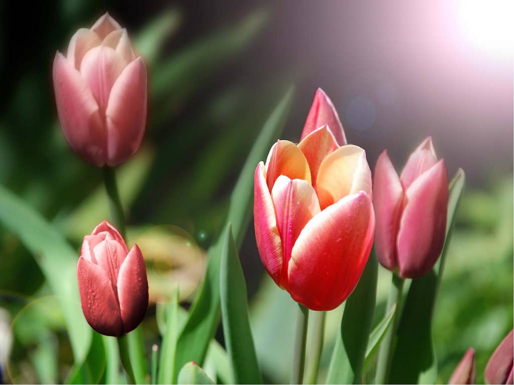 Pink Tulips