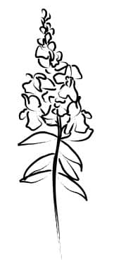 Flowering Plant Sketch