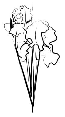 Iris Bouquet Sketch
