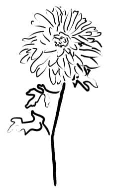 Planted Mum Sketch