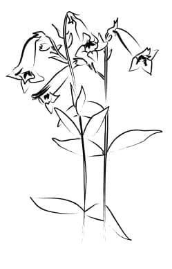 Penstemon from the Garden
