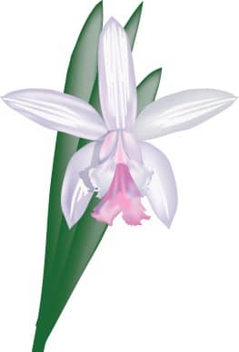 Cattleya Orchid Decoration