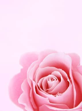 Rose Flower Christian Stock Images