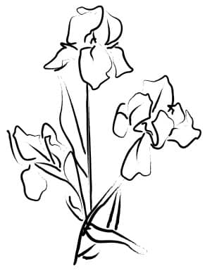 Elegant Iris Sketch
