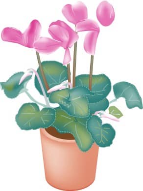 Potted Cyclamen Orchids