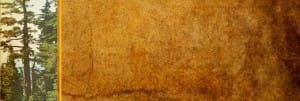 Forest Trees Website Banner