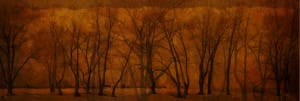 Winter Trees Website Banner