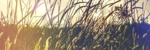 Kingdom of Heaven Wheat Church Website Banner