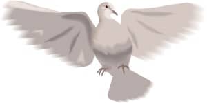 Elegant Landing Dove