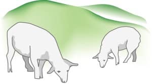 Two Sheep Grazing