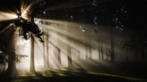 Light in the Dark Forest Religious Stock Photo