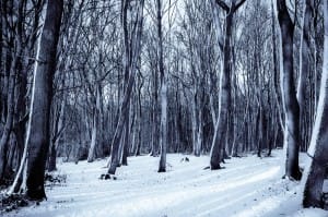 Winter Forest Trees Ministry Stock Photo