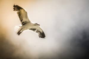 Seagull Christian Stock Photo