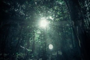 Sunlight Through the Tree Tops Ministry Stock Photo