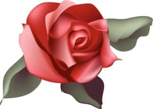 Single Red Rose Blossom