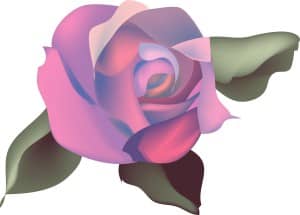 Pink and Purple Rose Blossom