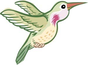 Green Hummingbird