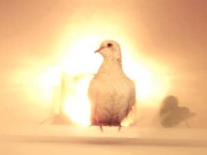 Dove Ready to Fly with Rays of Light