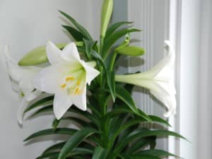 Thriving Lily