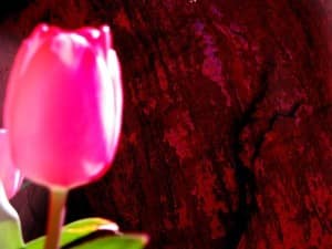 Bright Pink Rose Photo