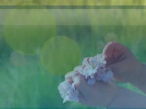 Baby Hands and Cherry Blossoms Photo