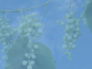 Grapes on a Vine Christian Background