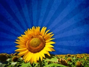 Sunflower Picture Worship Background