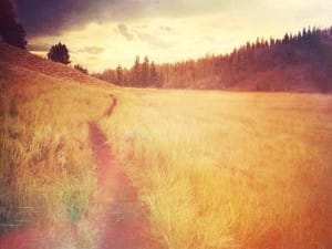 Harvest Wheat Worship Background