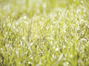 Morning Dew on the Grass Worship Background