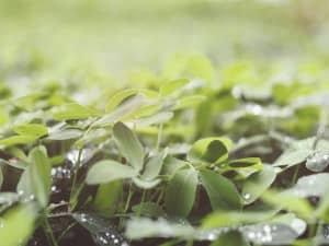 Water Drops on a Clover Field Worship Background