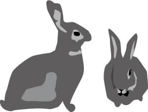 Two Gray Bunny Rabbits