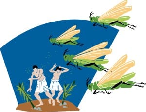 A Plague of Locusts