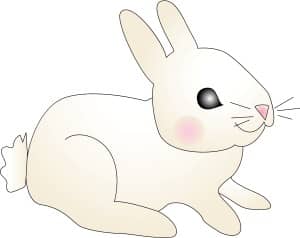 Baby Bunny with Pink Cheeks