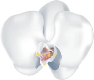 Phaleanopsis Orchid Blossom