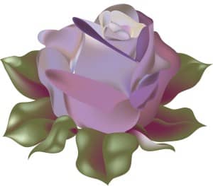 Blossoming Purple Rose