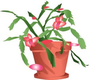 Potted Christmas Cactus