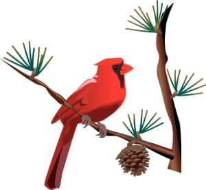 Red Cardinal on Branch