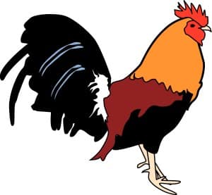 Bold Rooster
