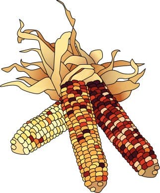 Dried Corn Colorful Clipart