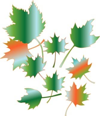 Gradient Style Maple Leaves