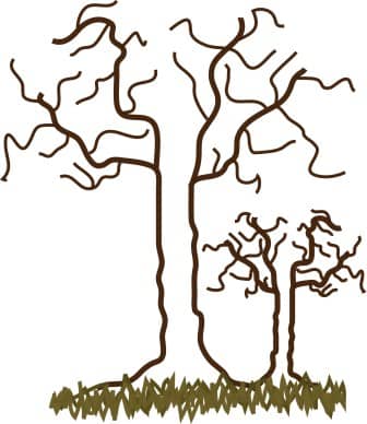 Winter Trees