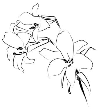 Trio of Lily Flowers Line Art