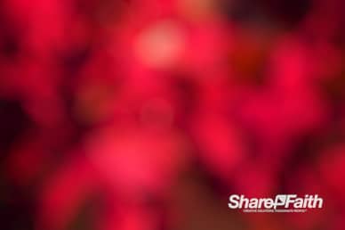Deep Red Bokeh Motion Background