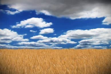 Wheat Field Worship Video