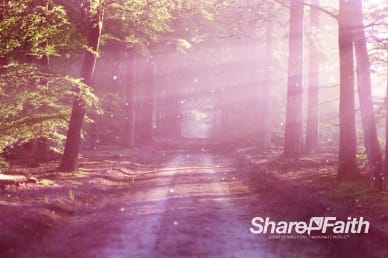 Road in the Forest Church Worship Video Background Loop