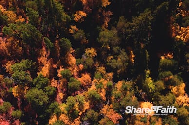 Autumn Forest Nature Video Background