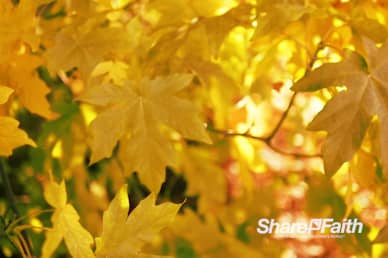Autumn Maple Leaves Nature Video Background