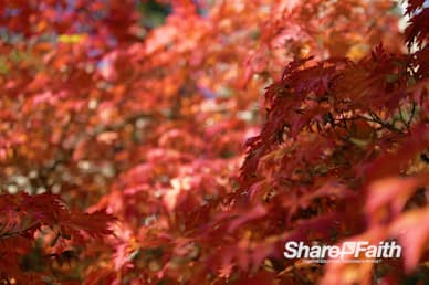 Red Fall Foliage Nature Video Background