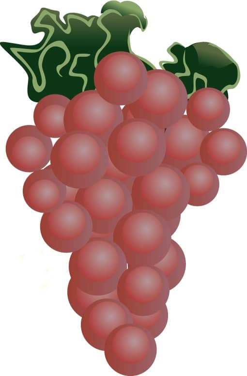 Red Grapes Clipart
