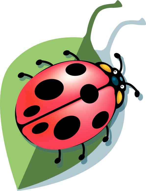 Our Lady Bug